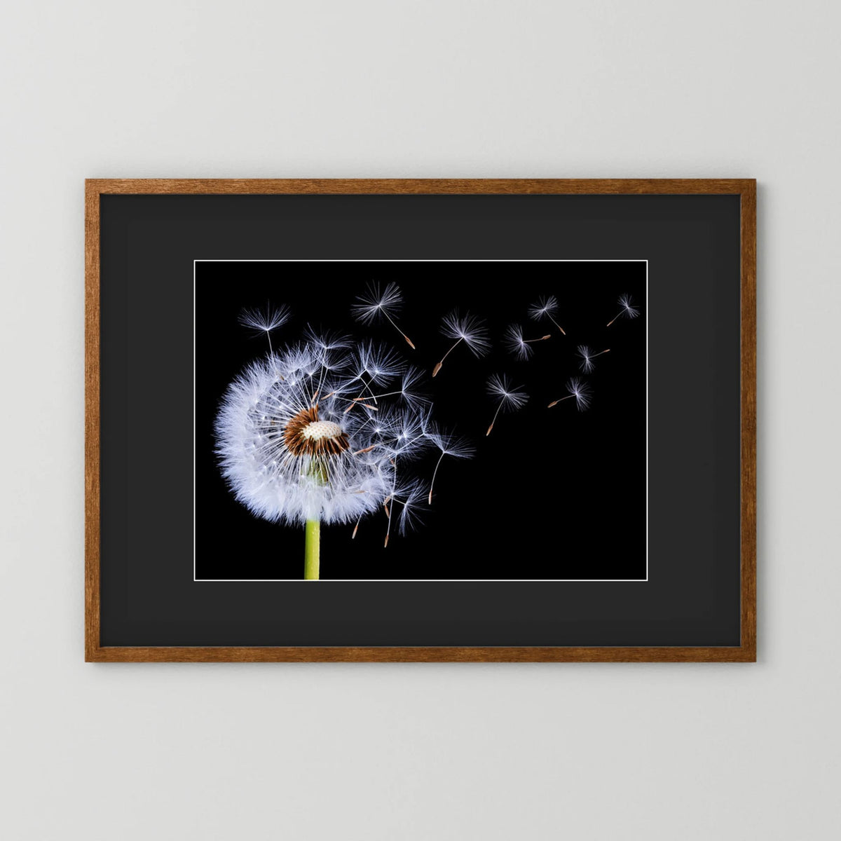 Dandelion Blowing 
