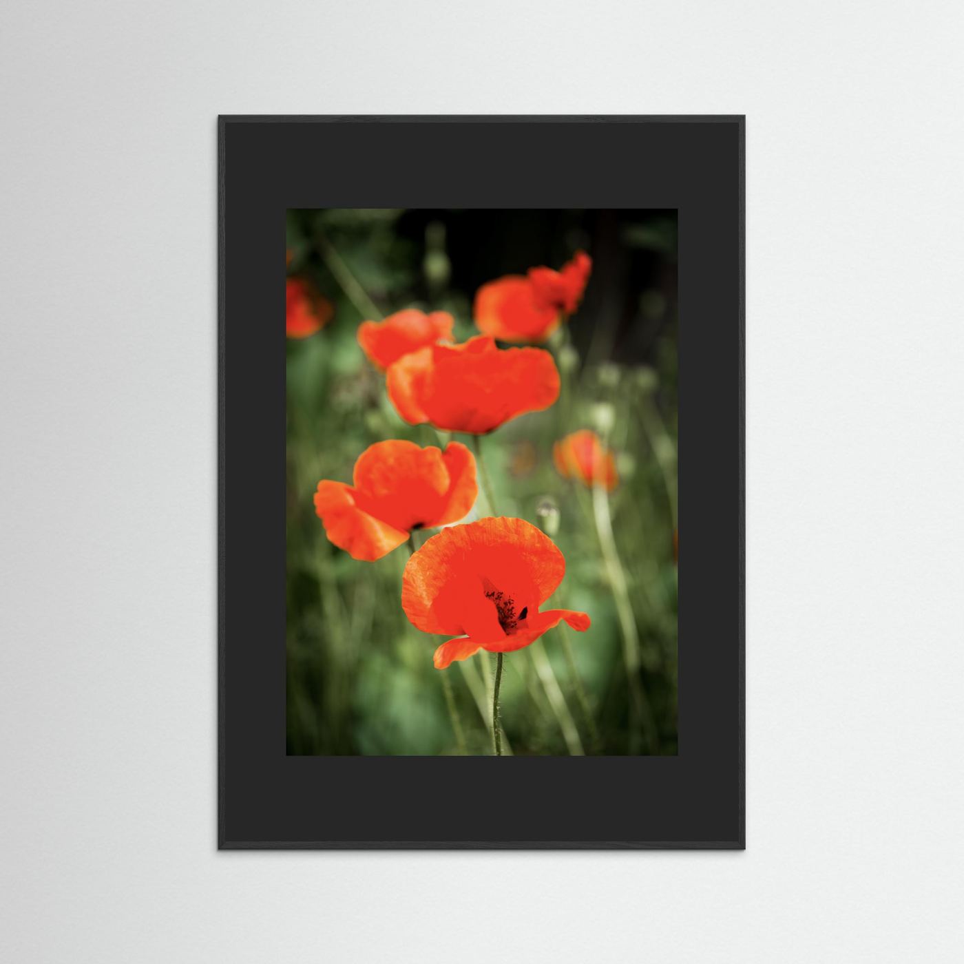 Poppy
