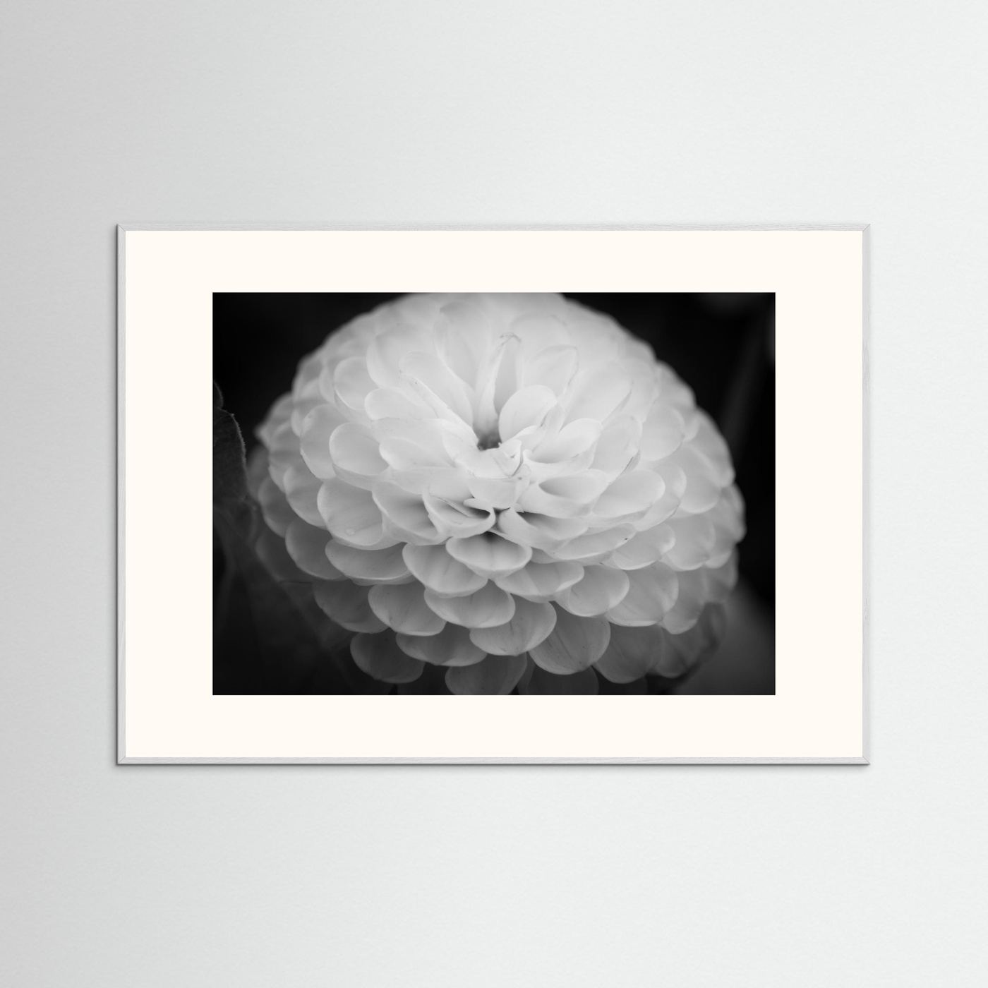 Dahlia