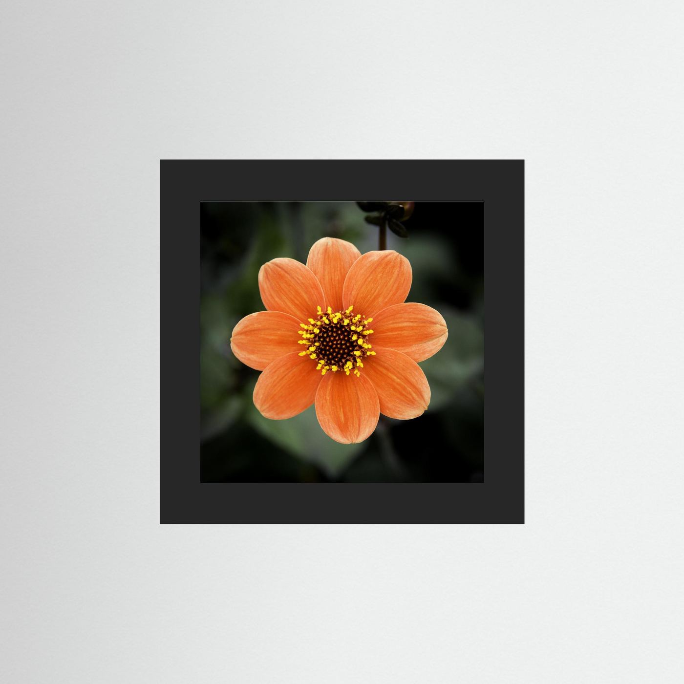 Square flower