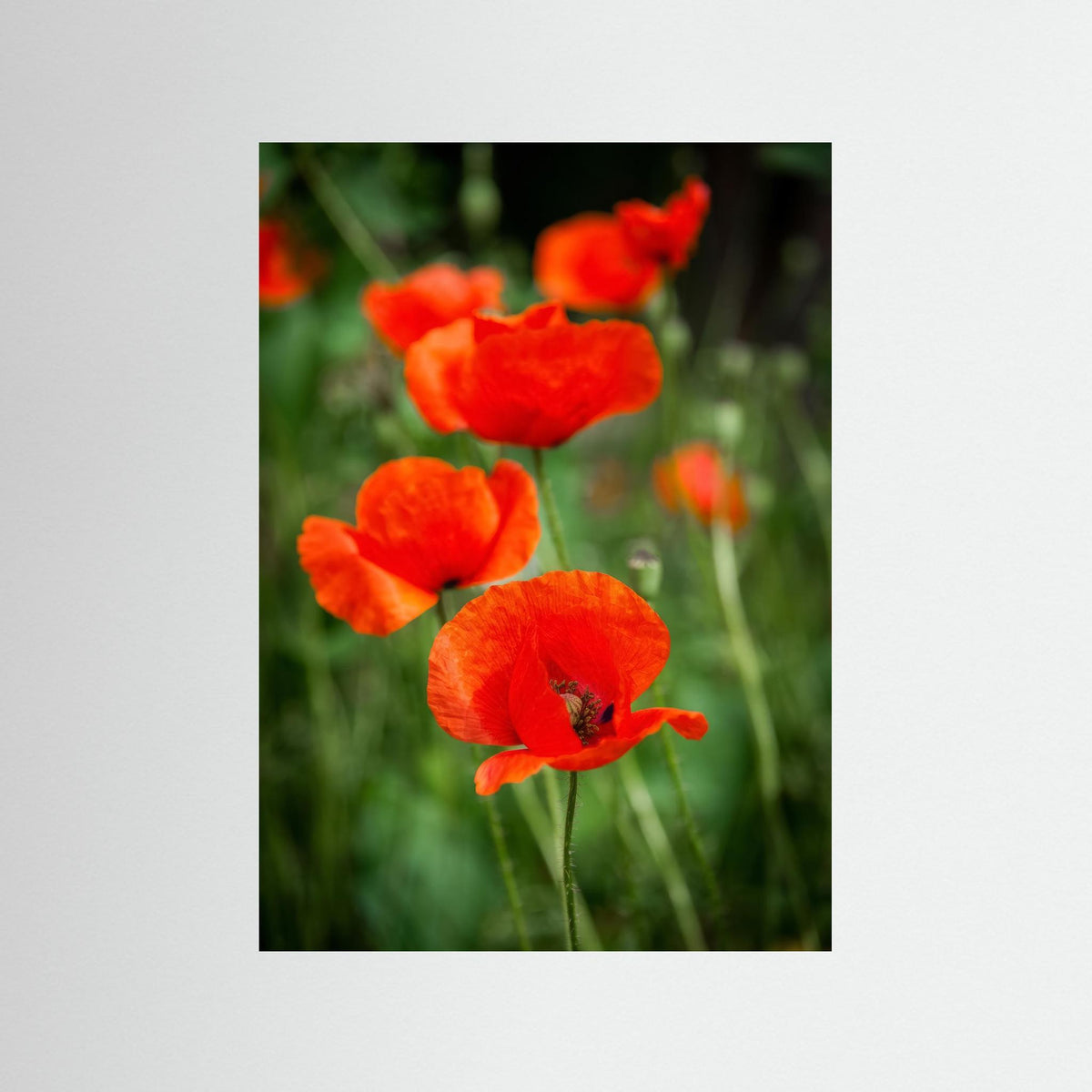 Poppy