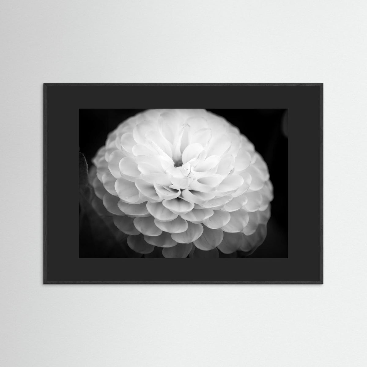 Dahlia