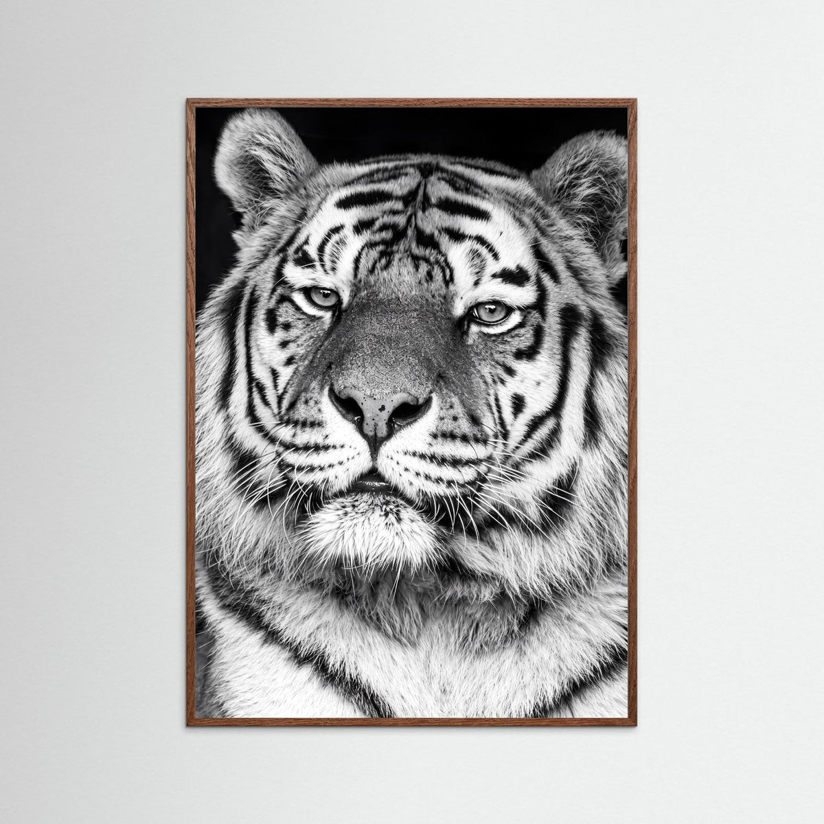 Tiger portrait