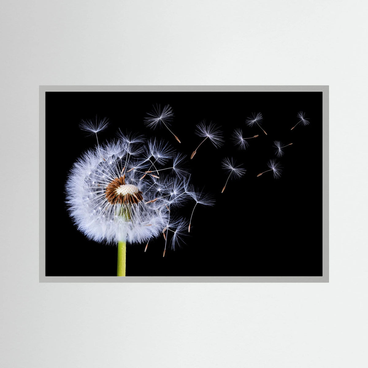 Dandelion Blowing 