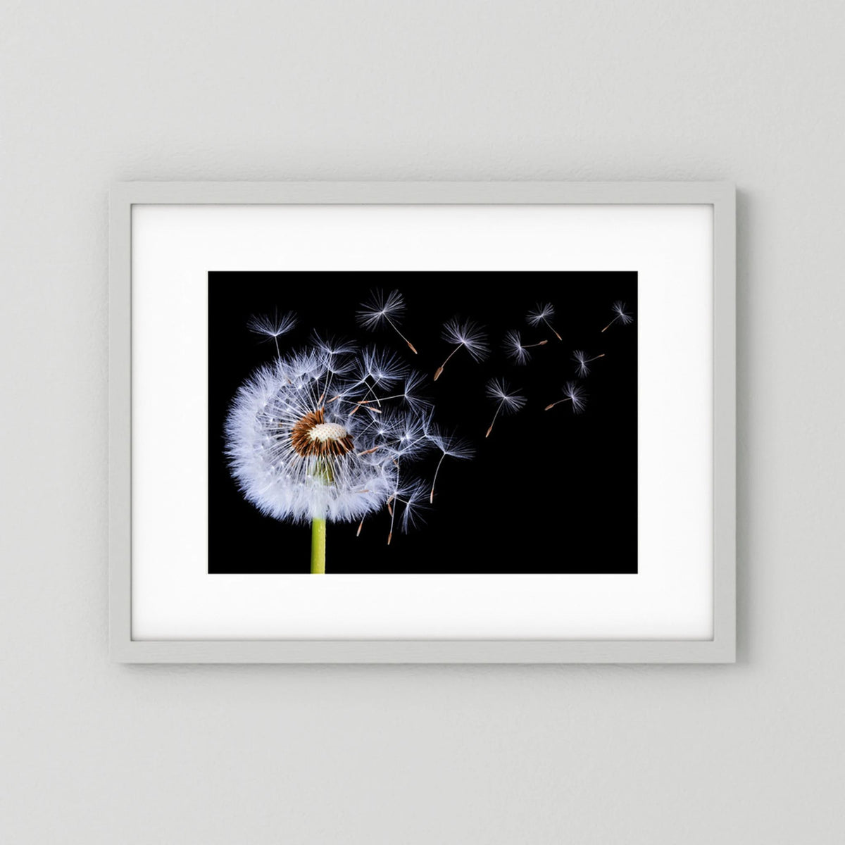 Dandelion Blowing 