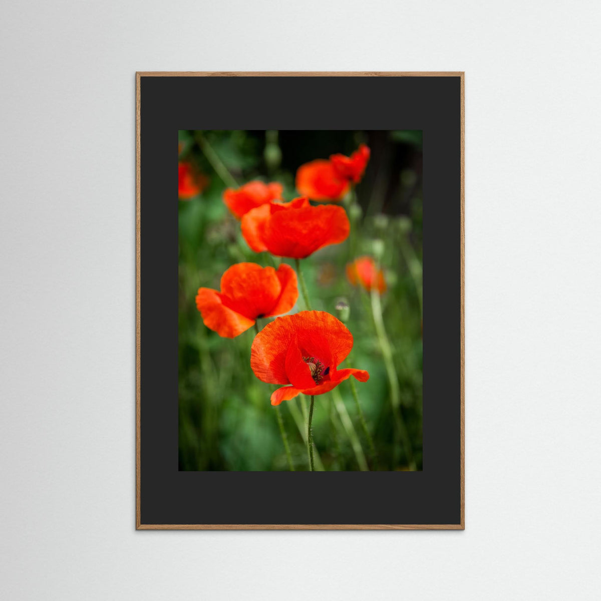 Poppy