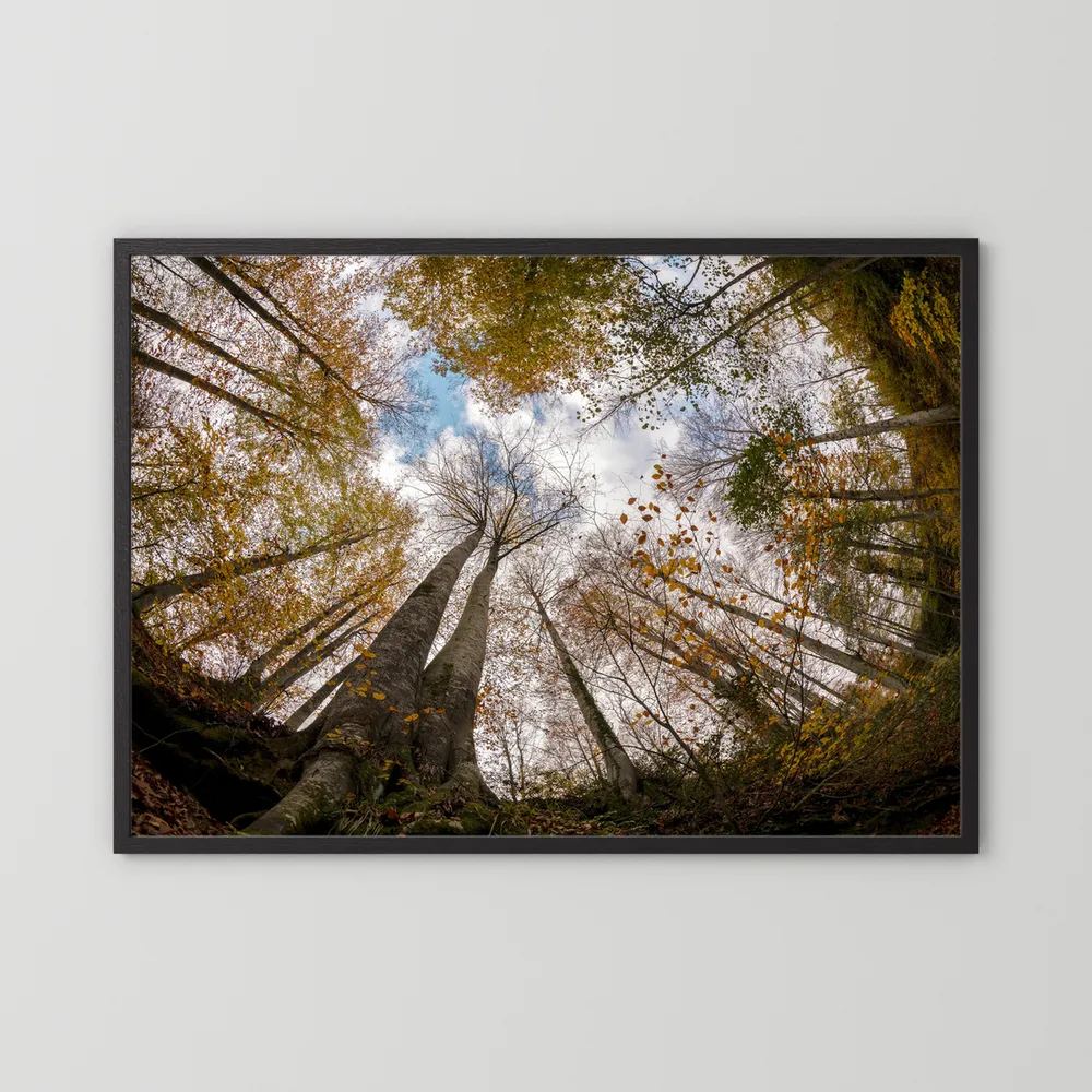 Golden Forest Sky View 