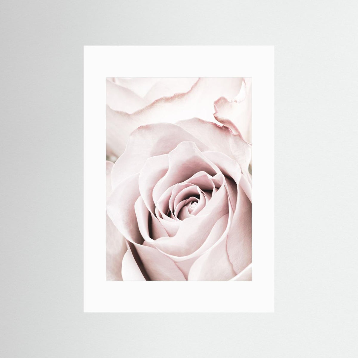 Pink Rose