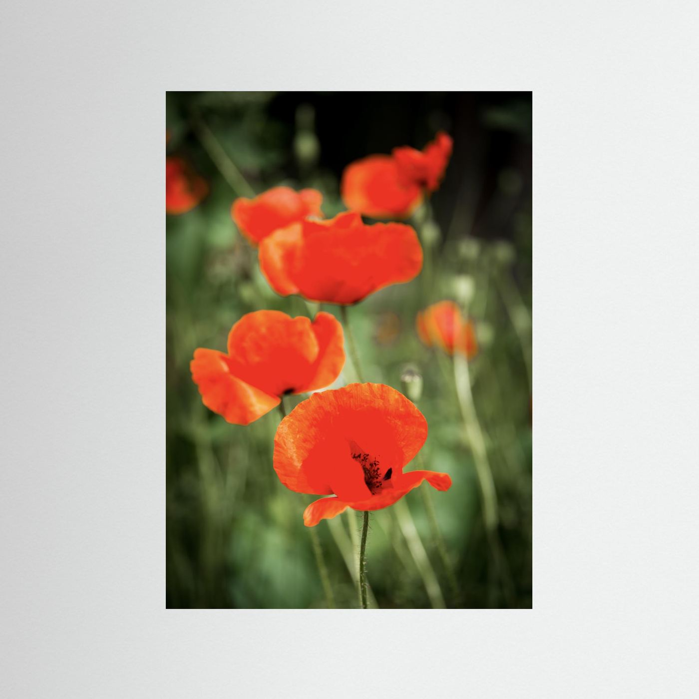 Poppy