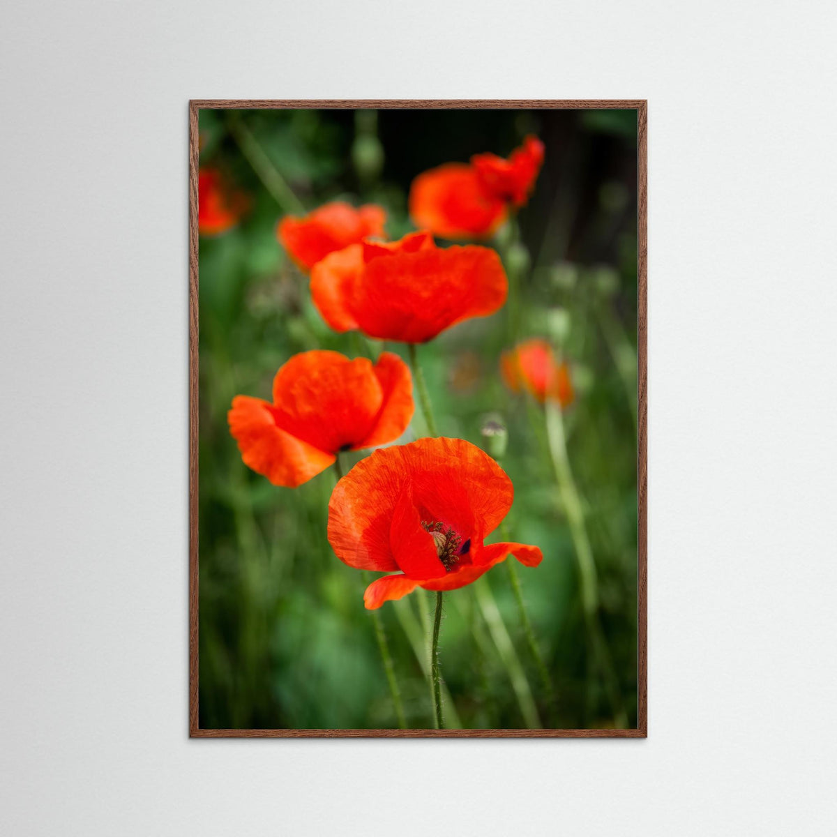 Poppy