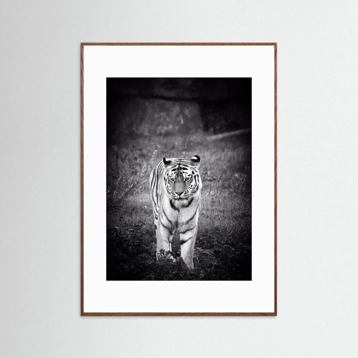 Tiger in Rain