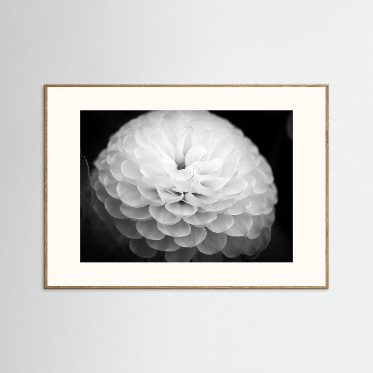 Dahlia