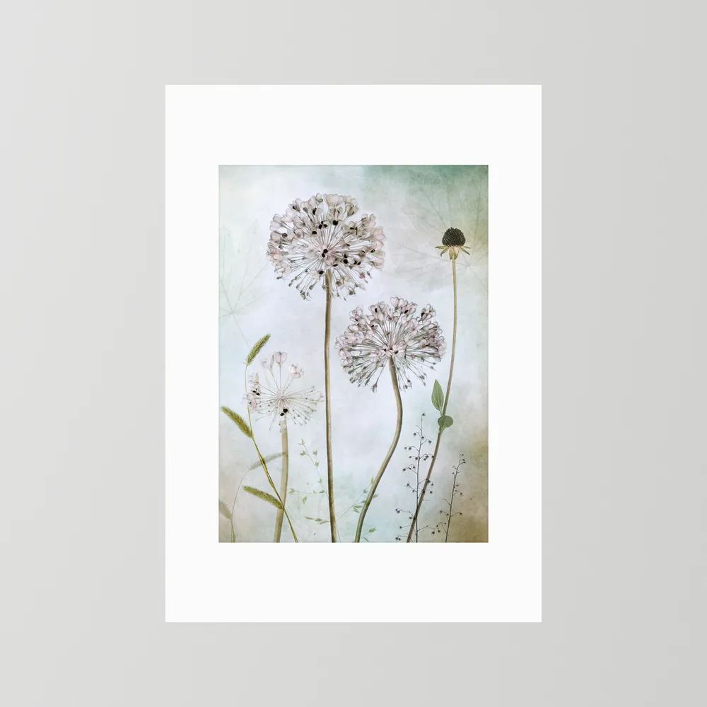 Allium 