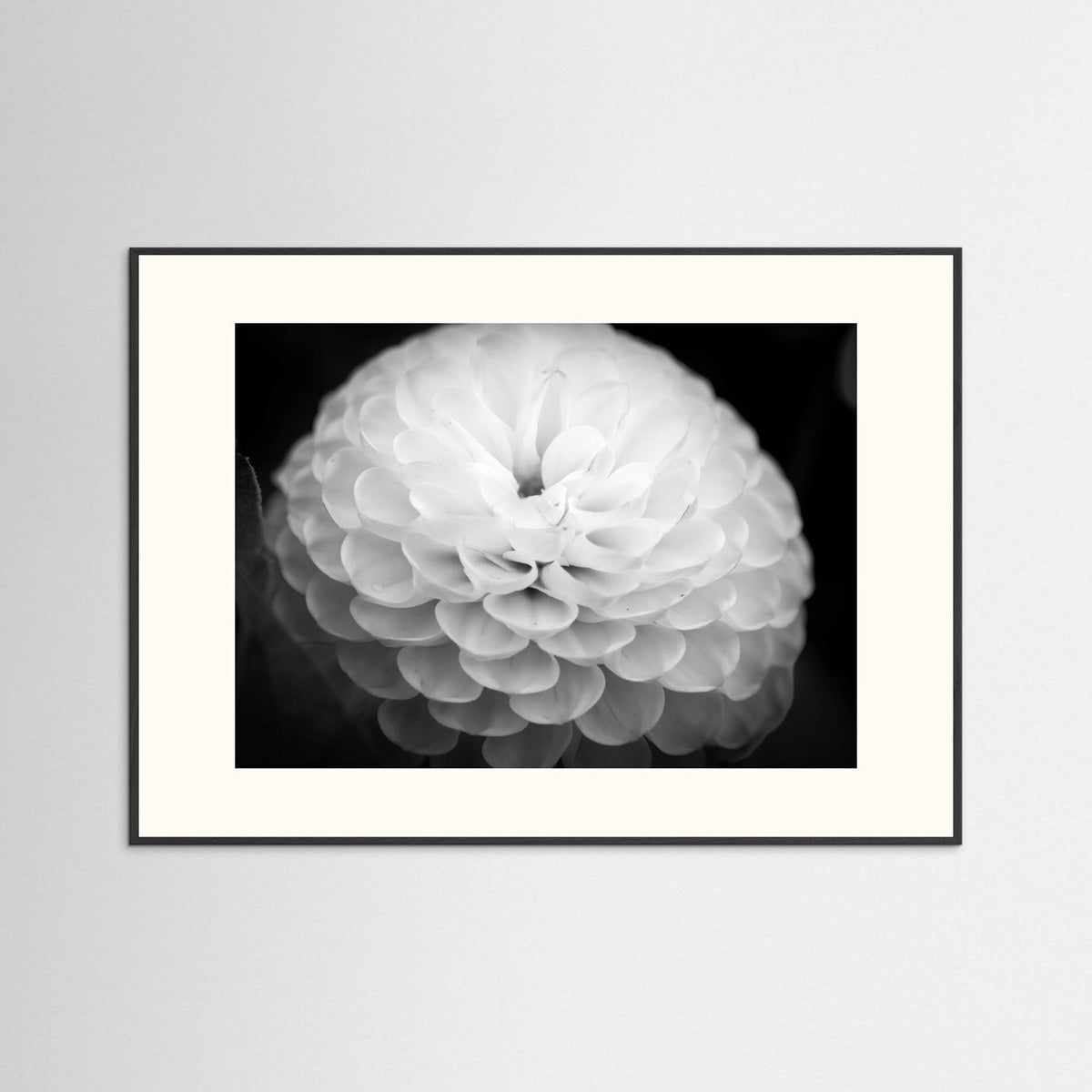 Dahlia