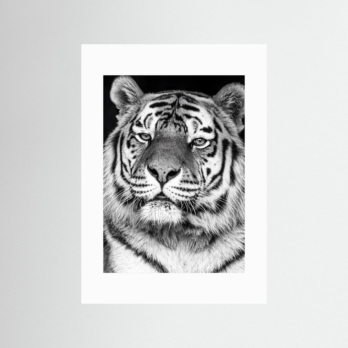 Tiger portrait