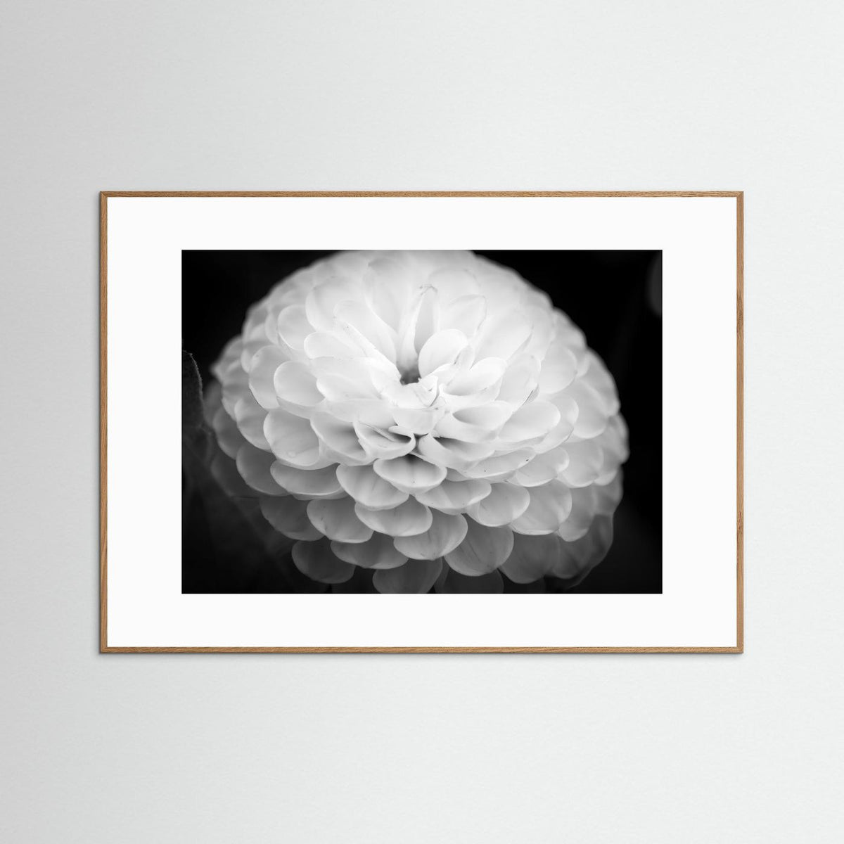 Dahlia