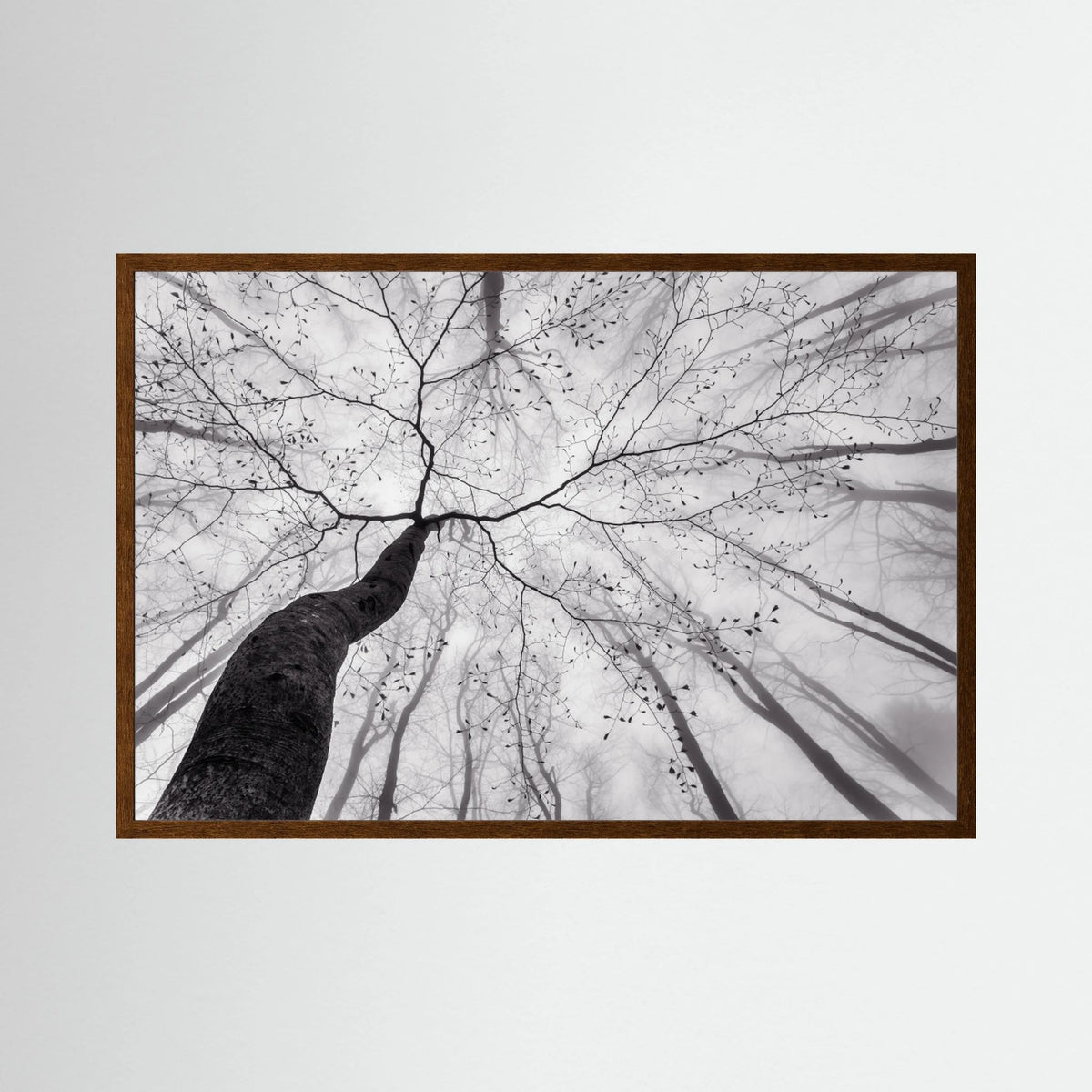 A view of the tree crown 