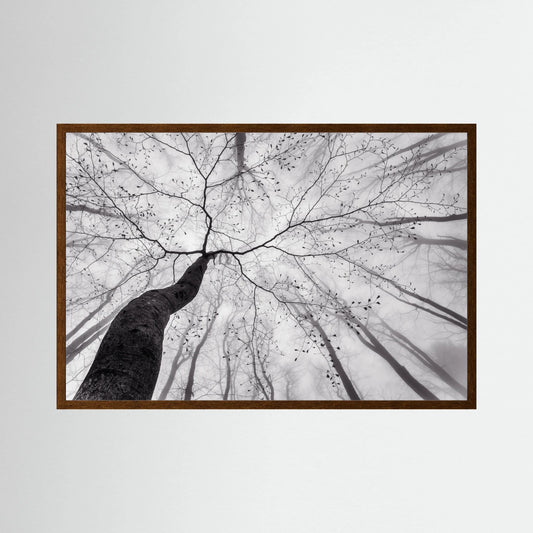A view of the tree crown 