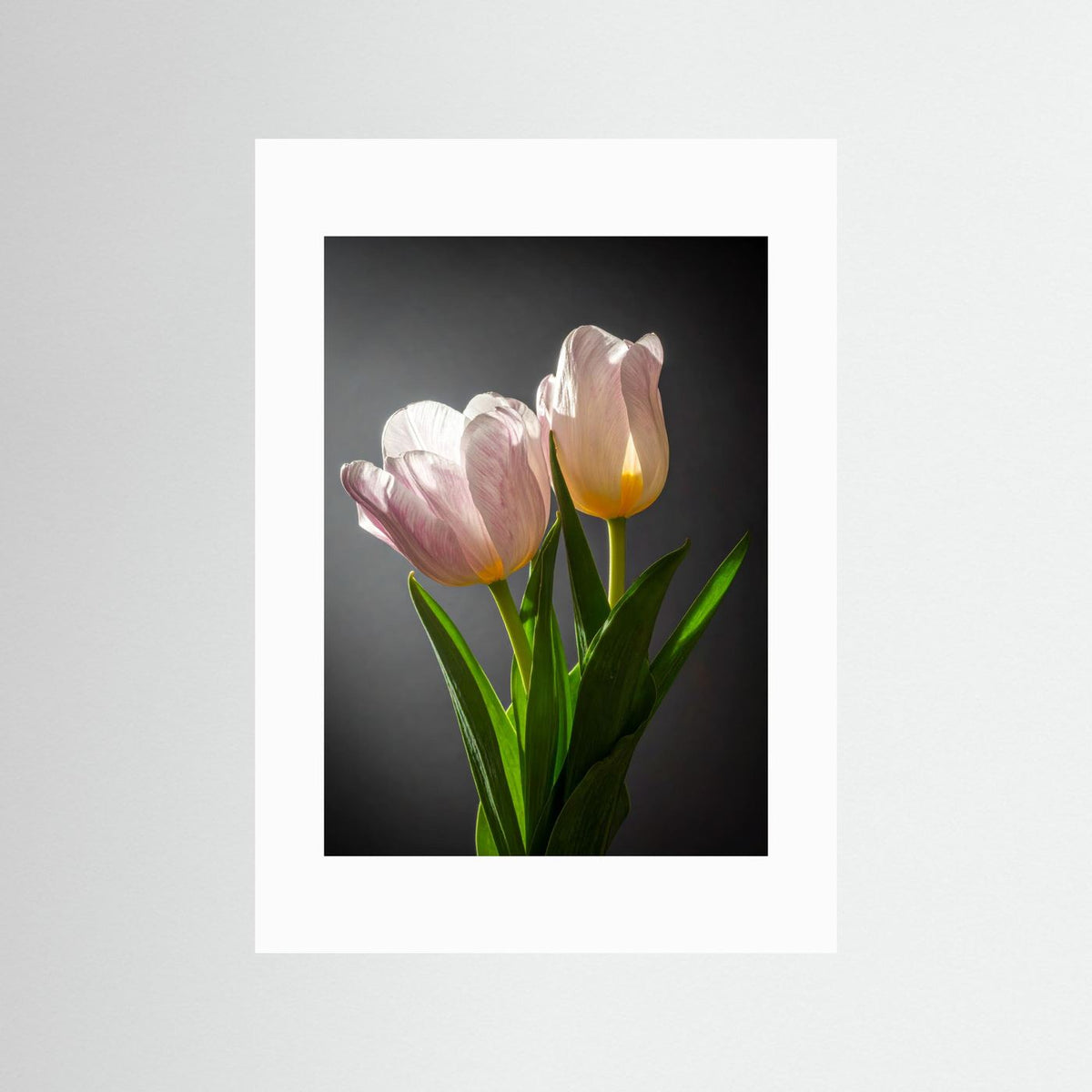 Tulip