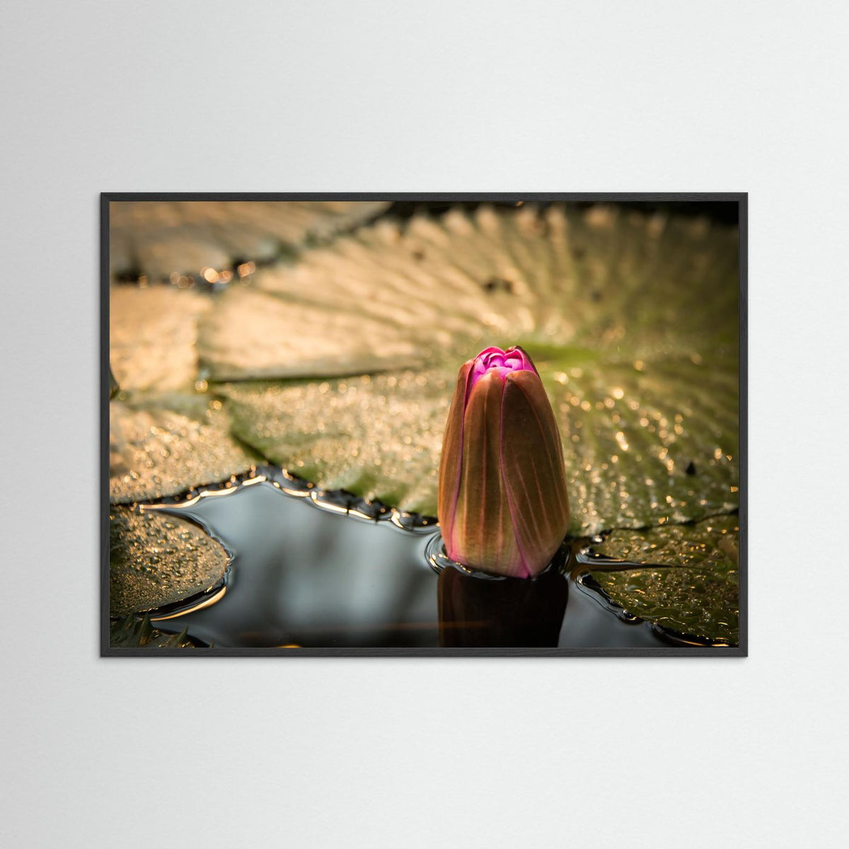 Water Lily