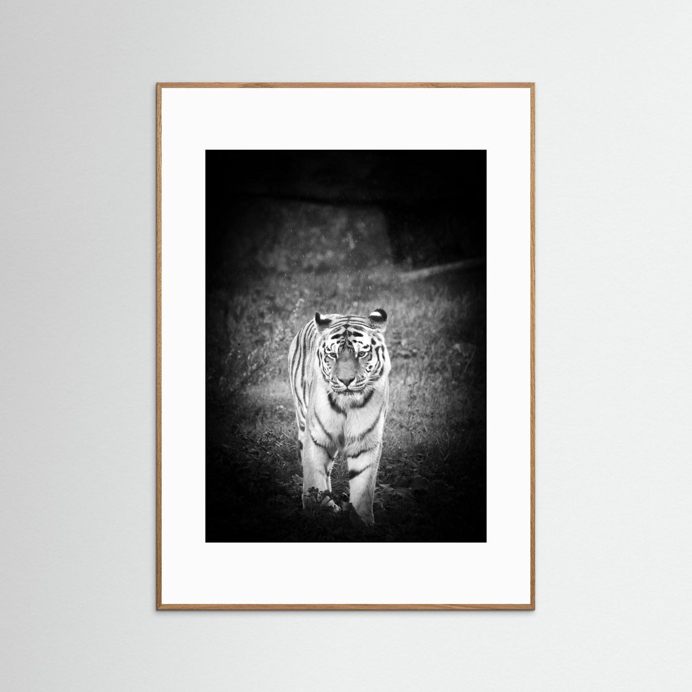 Tiger in rain