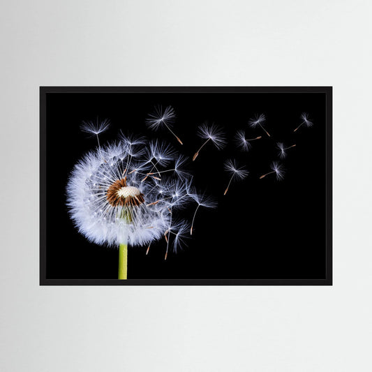 Dandelion Blowing 