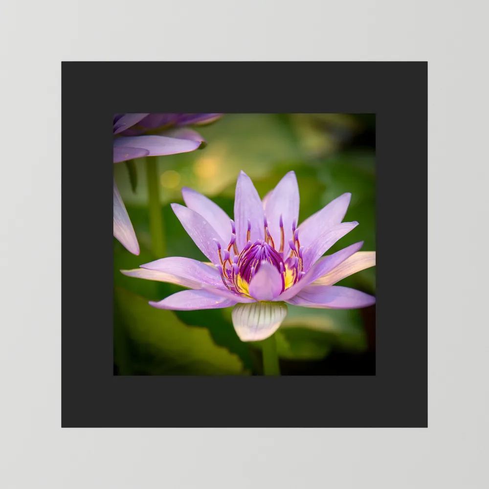 Purple Water Lily