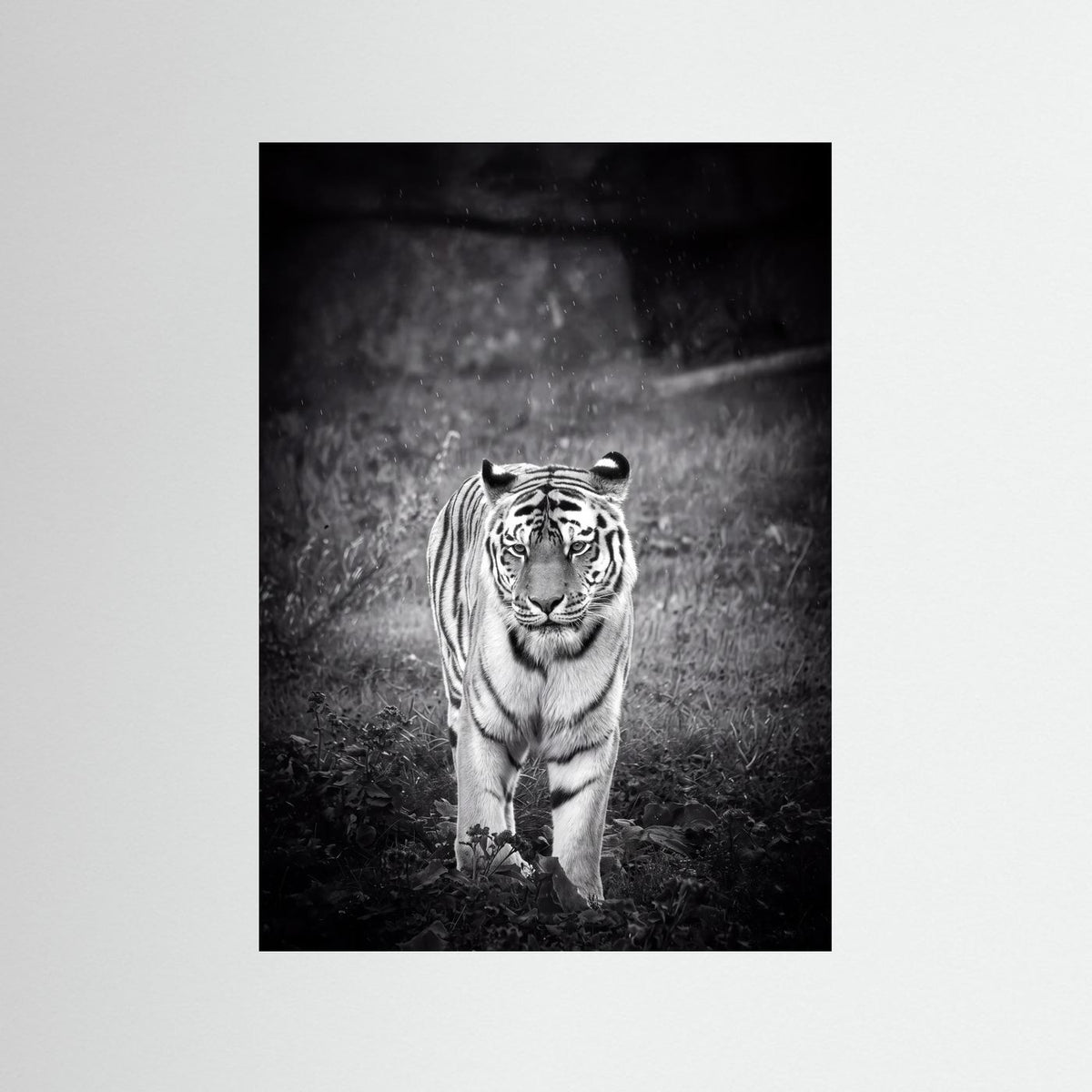 Tiger in Rain