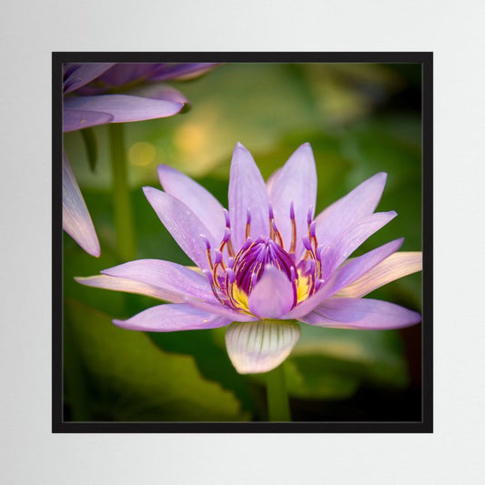 Purple Water Lily
