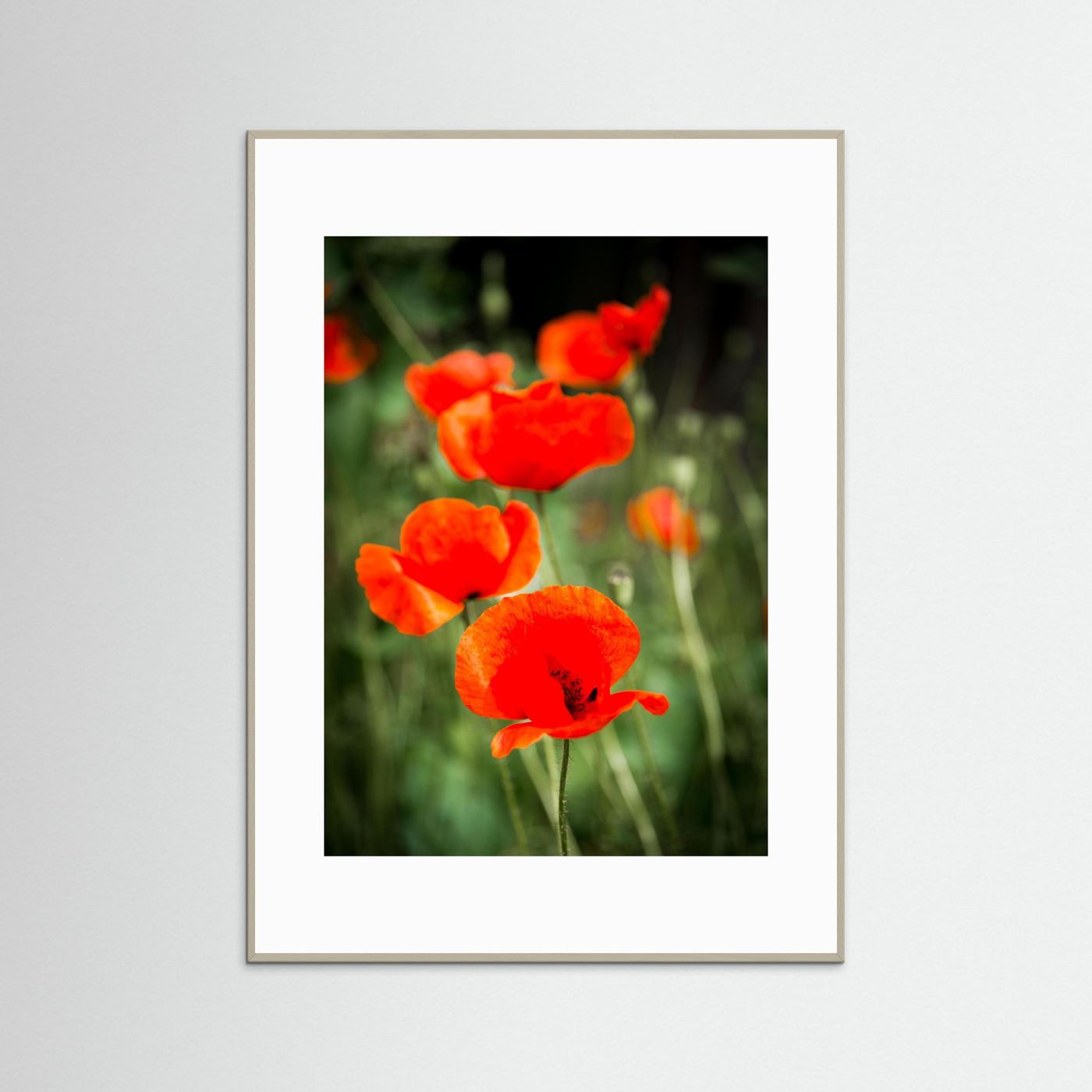 Poppy
