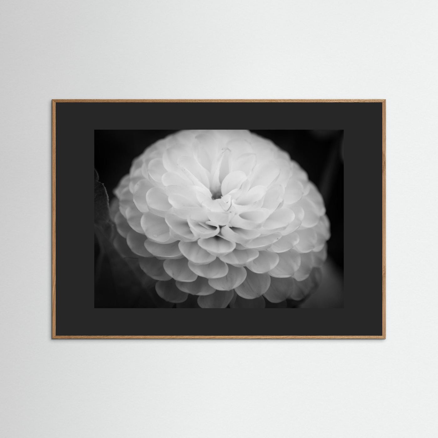 Dahlia
