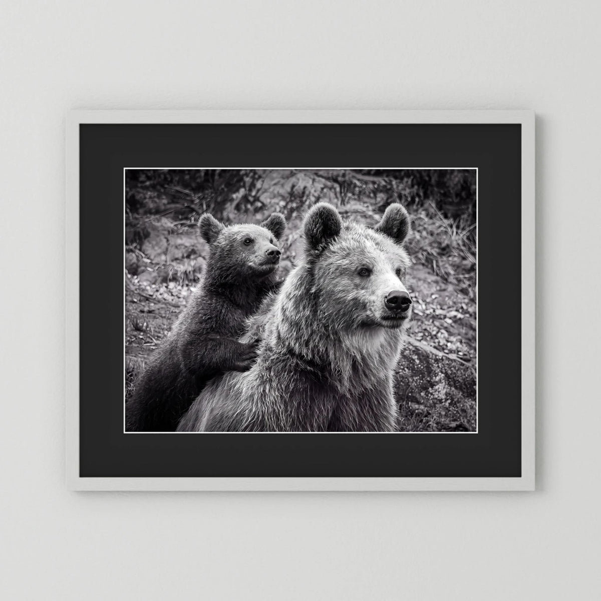 Baby bear