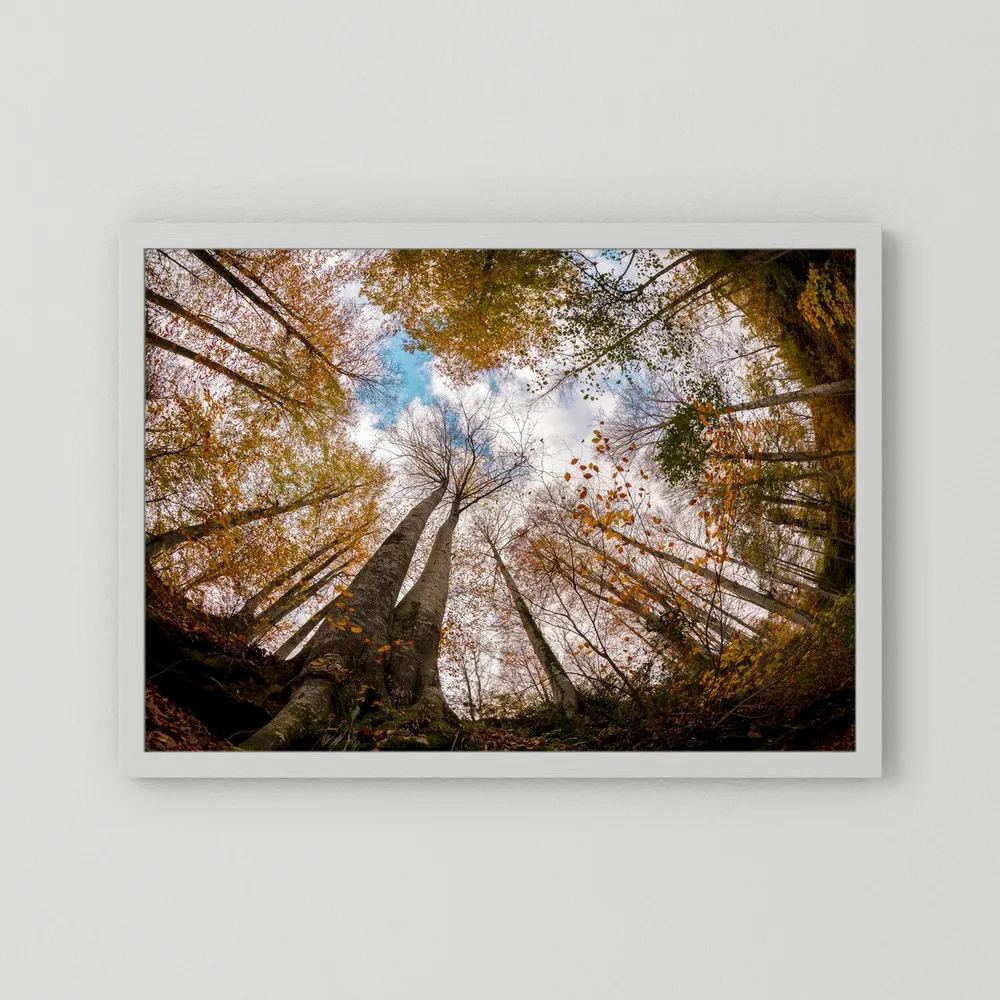 Golden Forest Sky View 