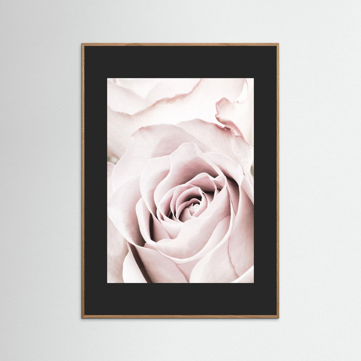 Pink Rose