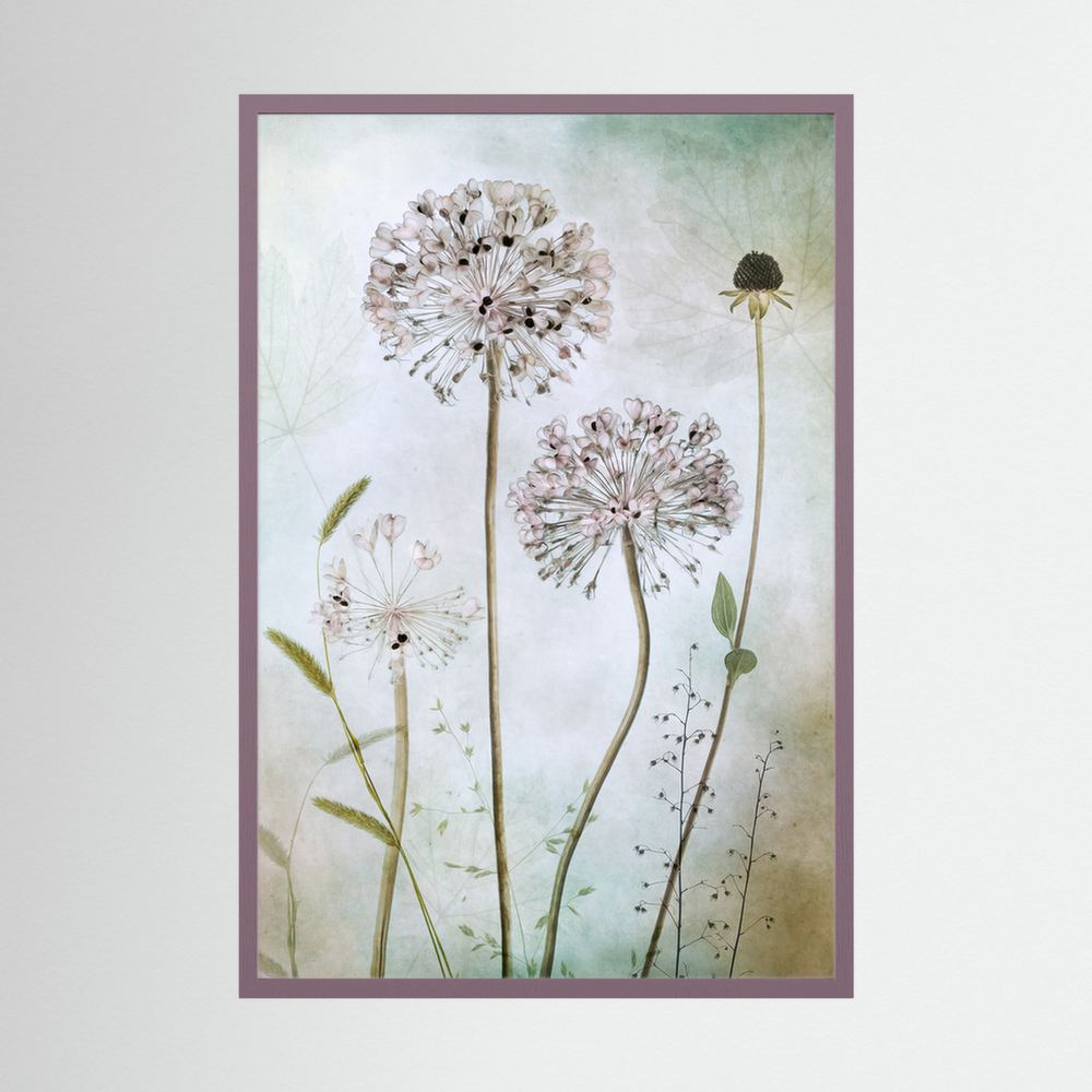Allium 