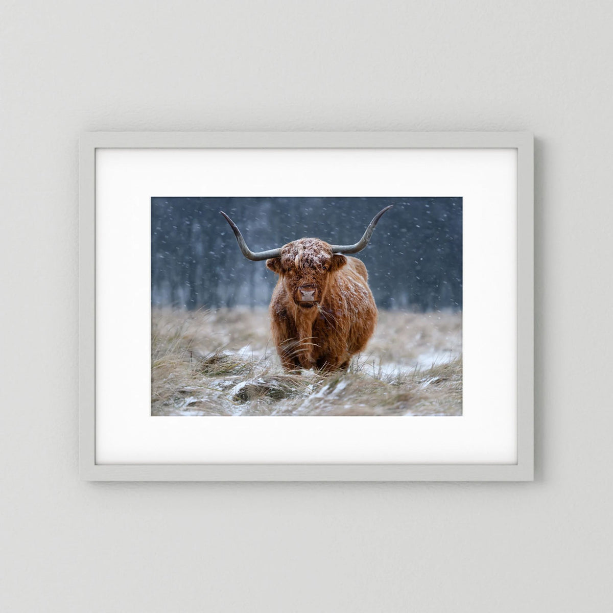Snowy Highland cow 