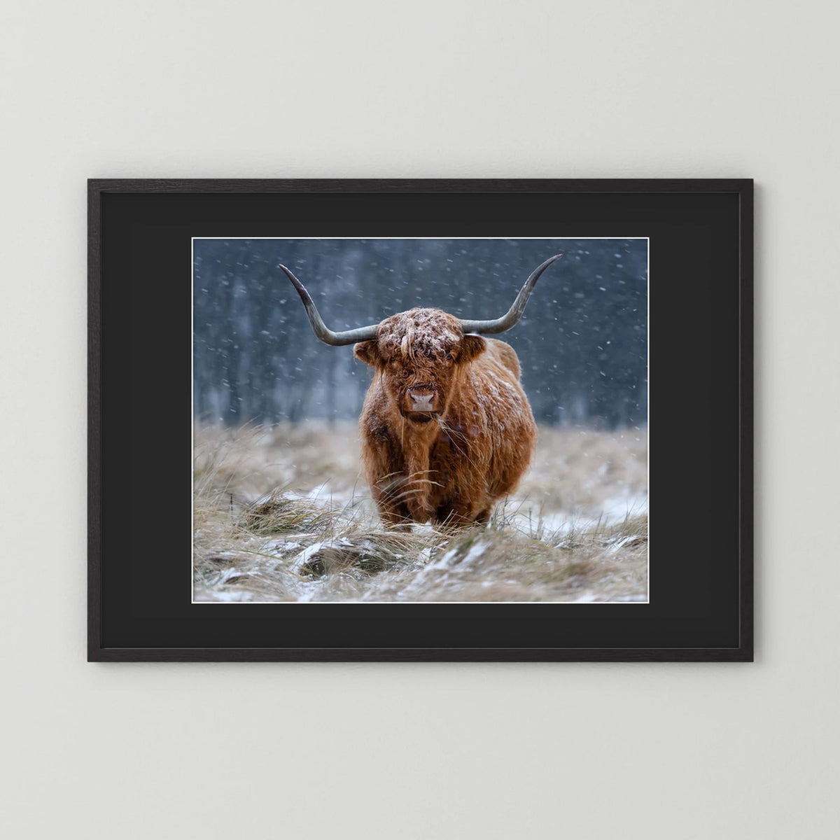Snowy Highland cow 