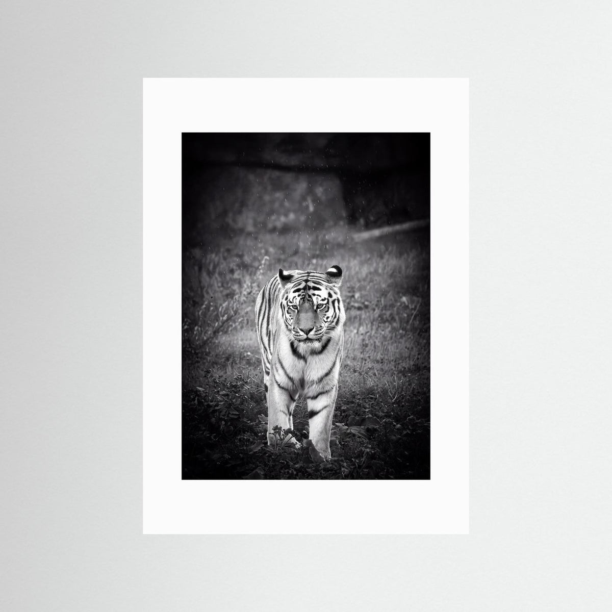 Tiger in Rain