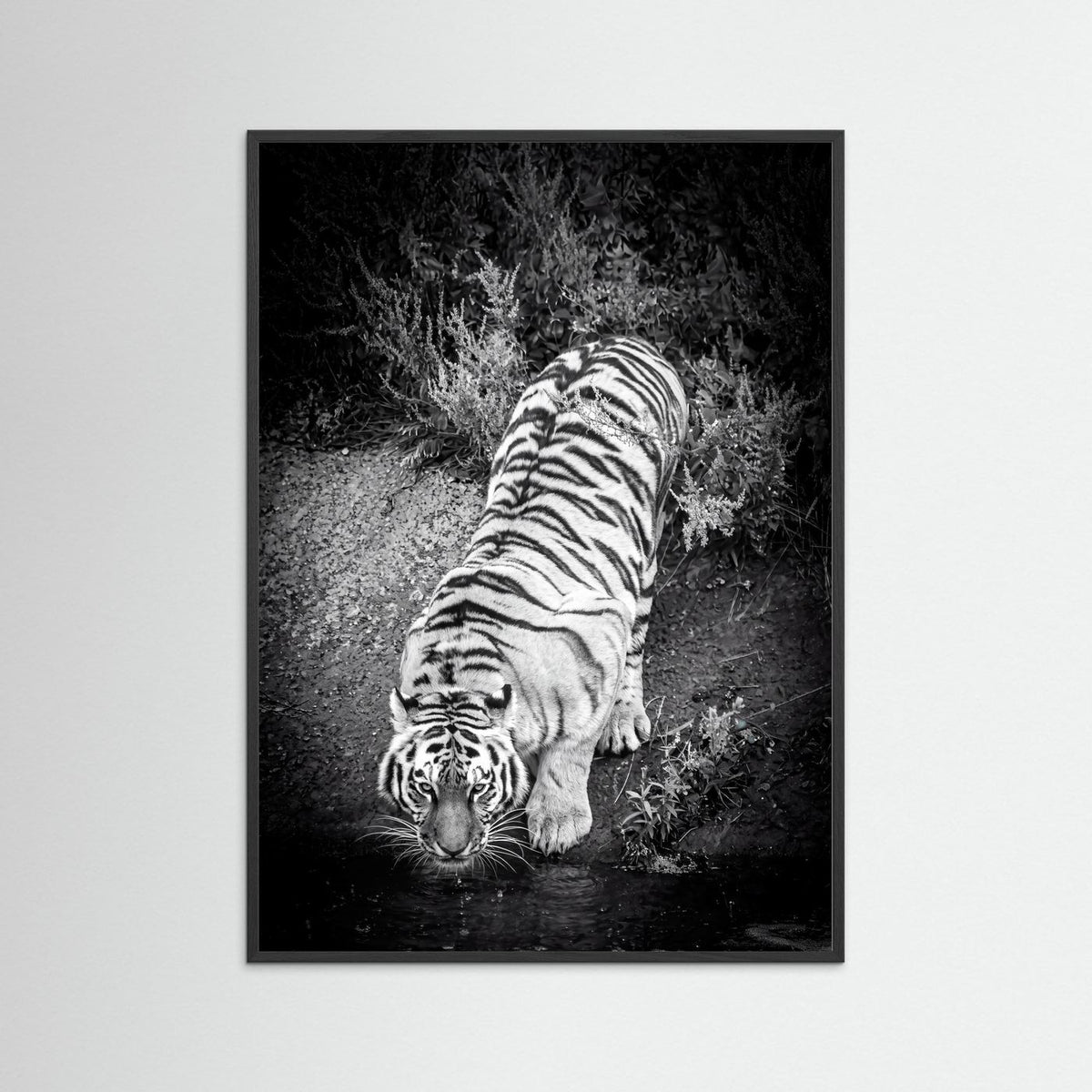 Tiger drinking water