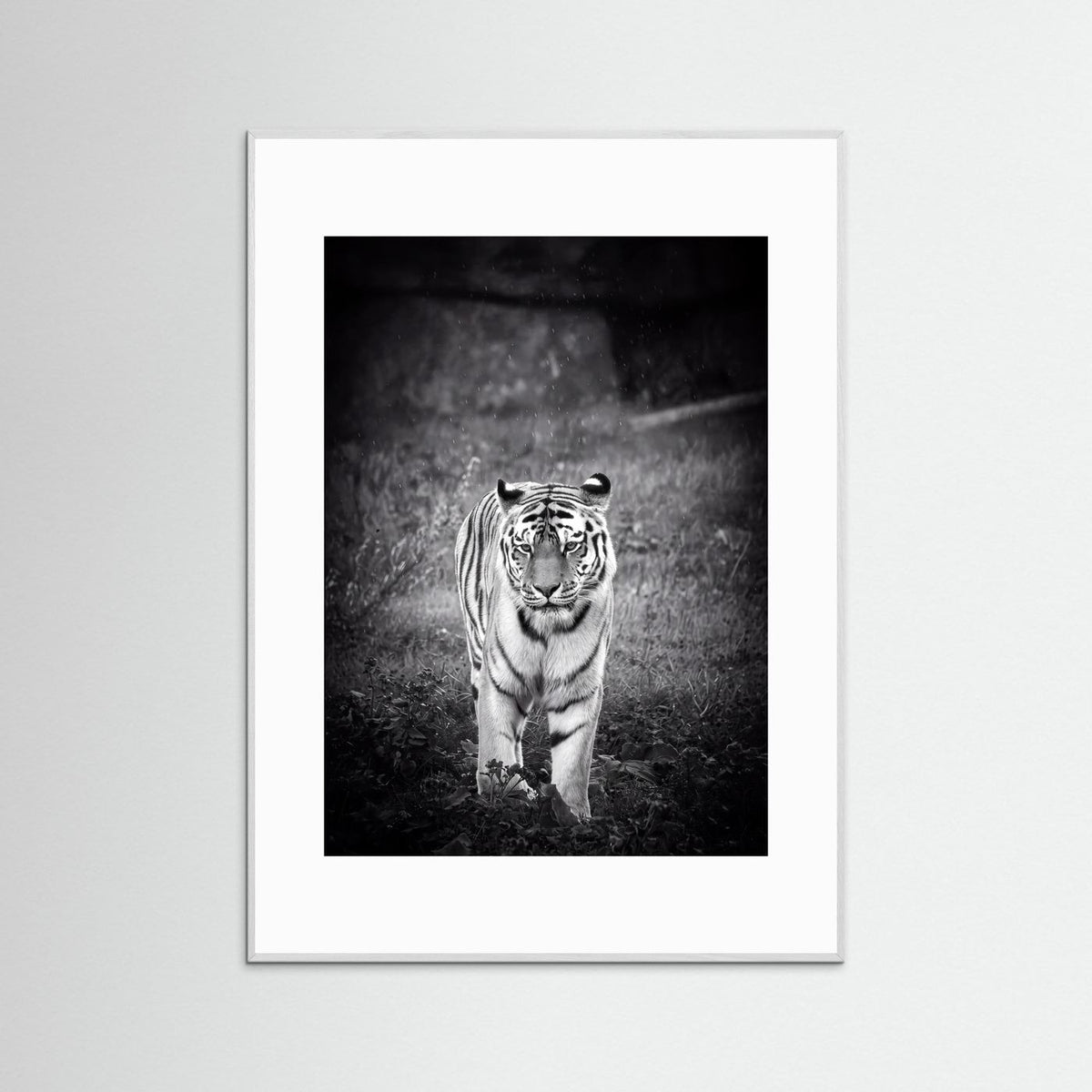Tiger in Rain