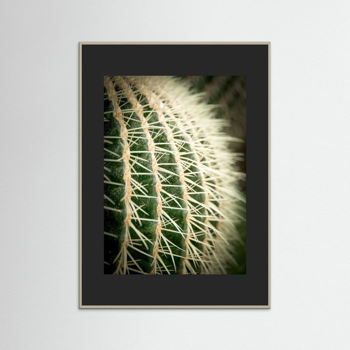 Cactus