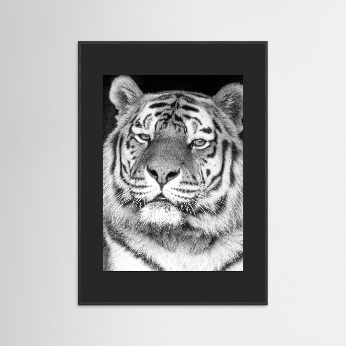Tiger portrait
