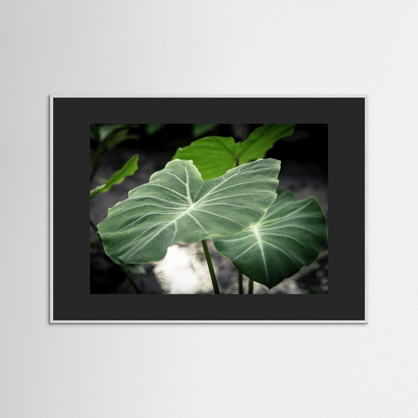 Leaf