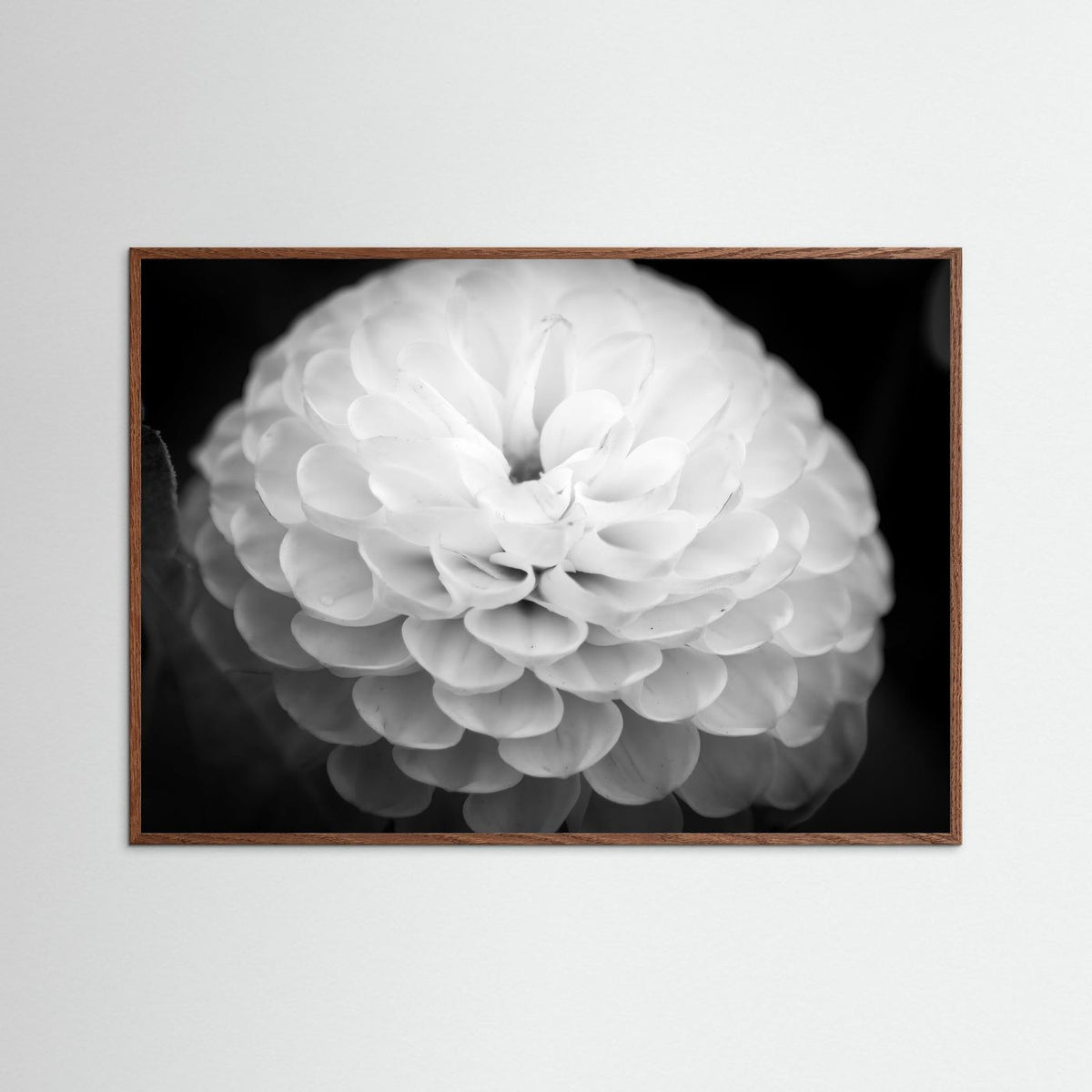 Dahlia