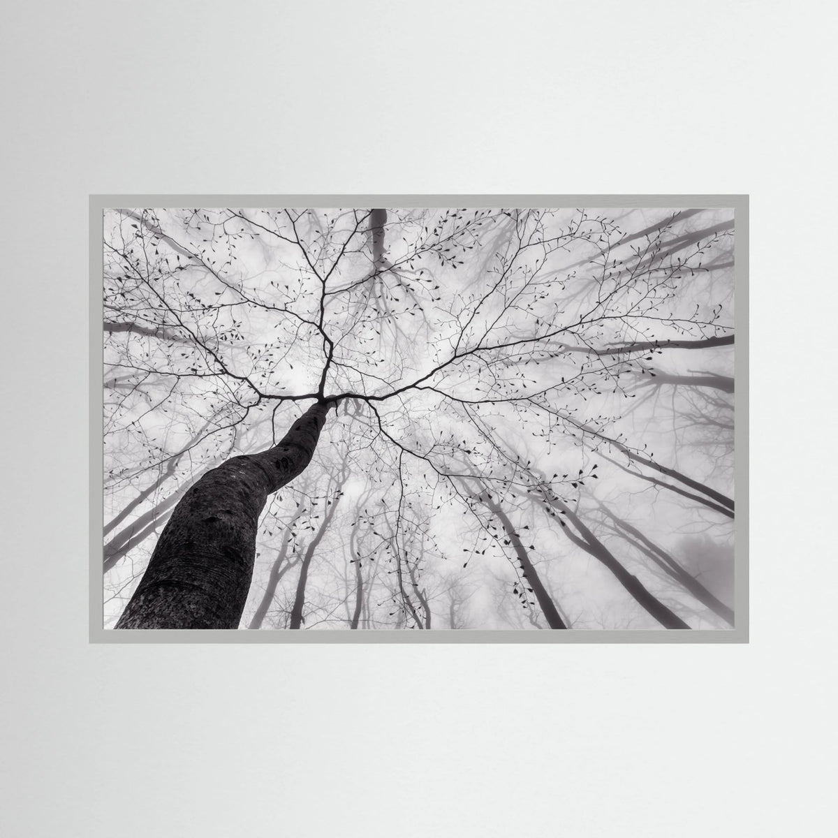 A view of the tree crown 