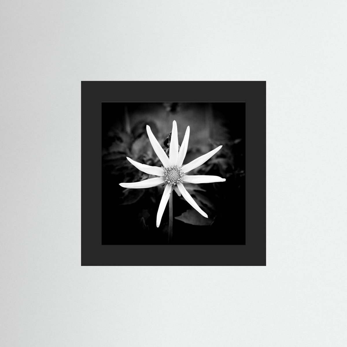 Star Flower