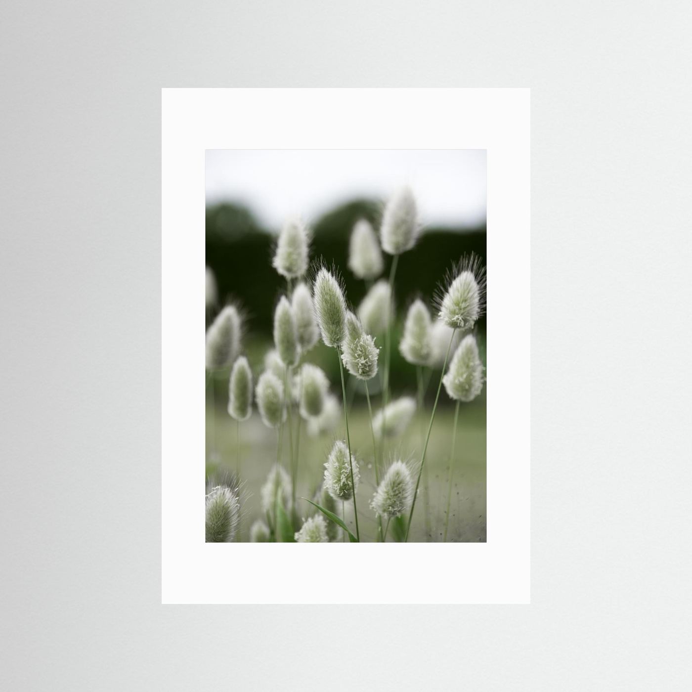 Grass