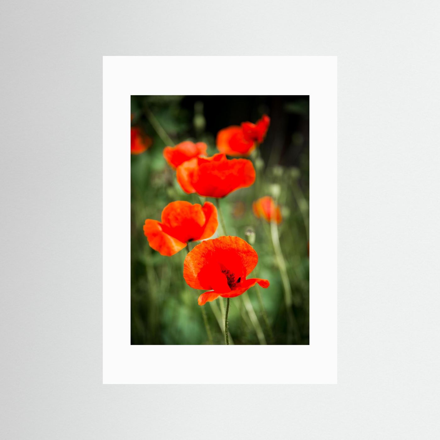 Poppy