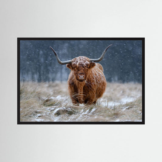 Snowy Highland cow 