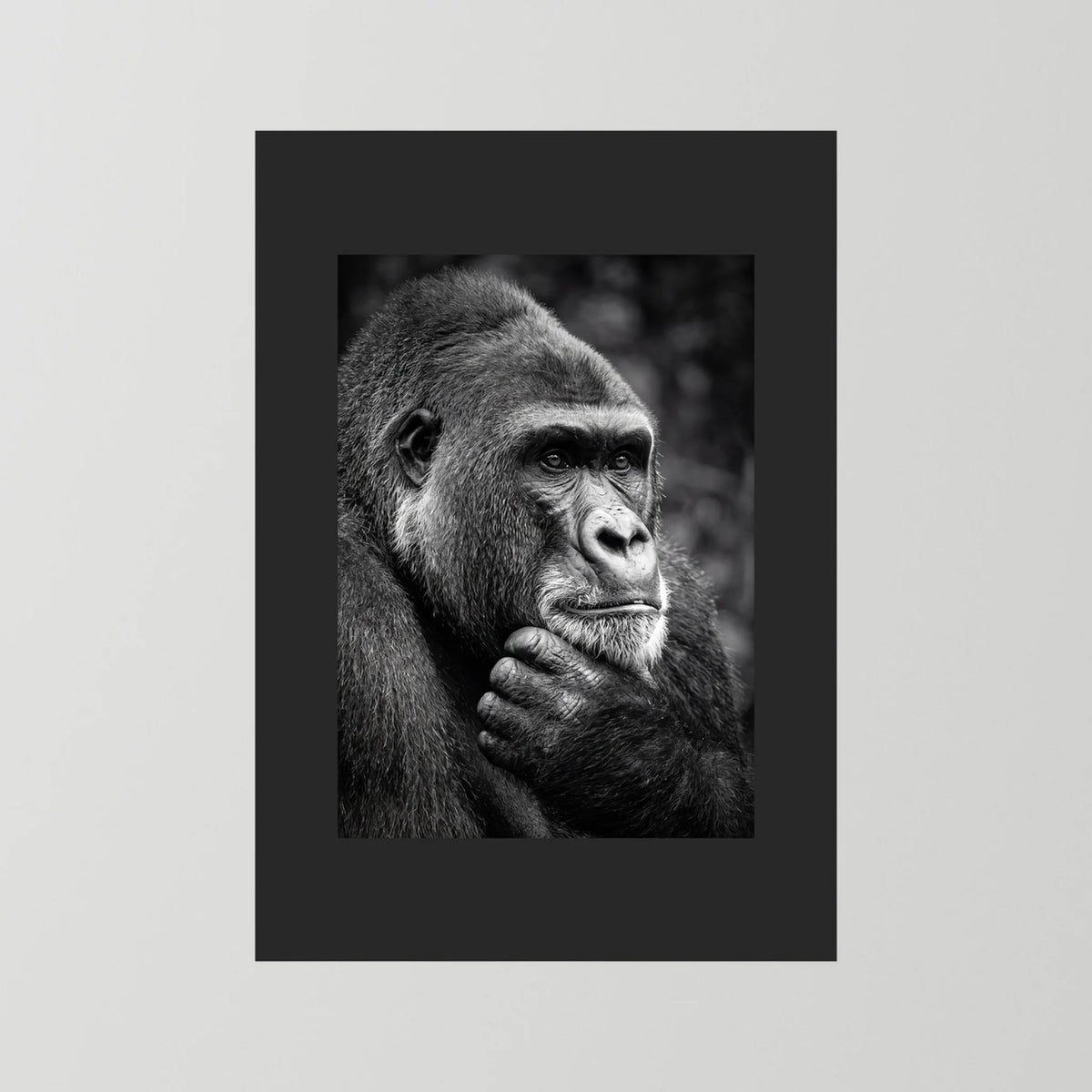 Gorilla